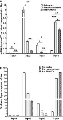 Molecular and Functional Study of Transient Receptor Potential Vanilloid 1-4 at the Rat and Human Blood–Brain Barrier Reveals Interspecies Differences